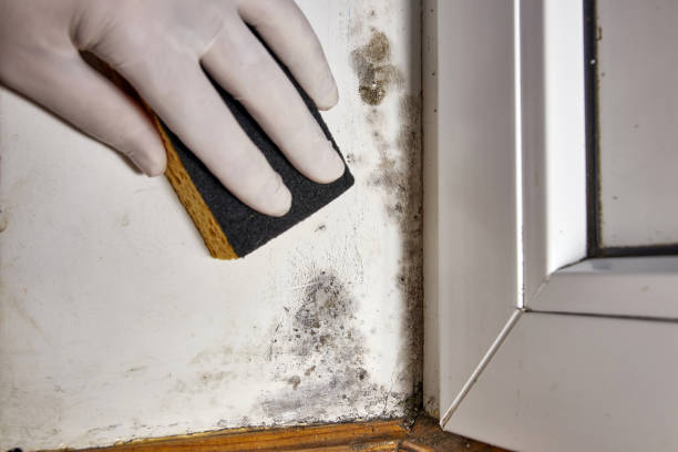 Best Black Mold Removal  in Bliss Corner, MA